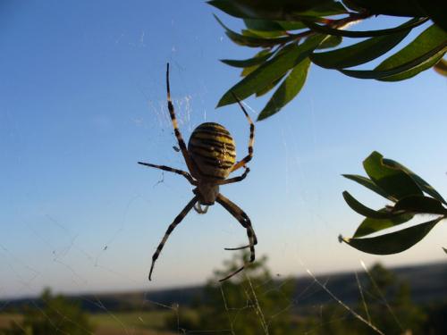 Argiope bruennichi