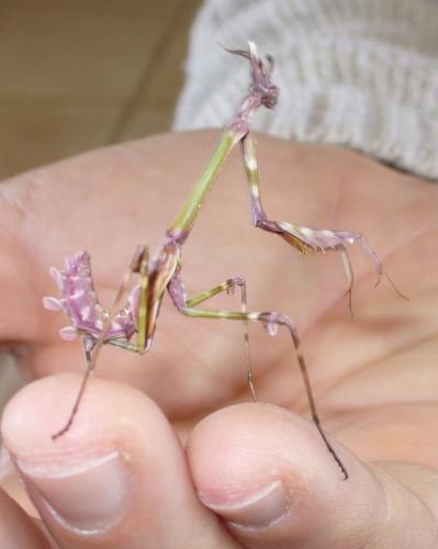 Réf. 44 248 : Empusa pennata