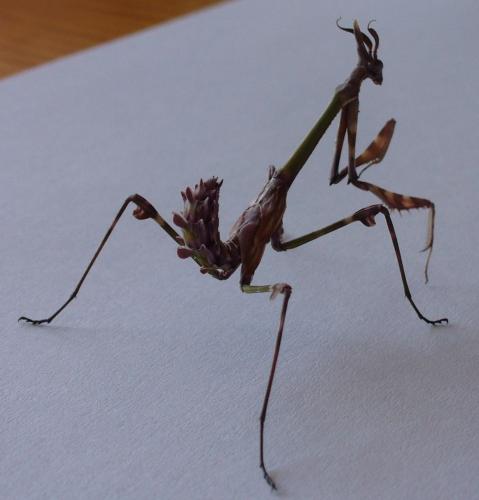 Réf. 44 249 : Empusa pennata