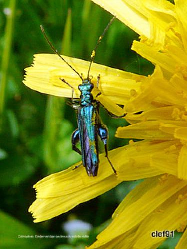 Oedemera sp.