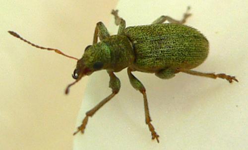 Réf. 44 029 : Pachyrhinus lethierryi