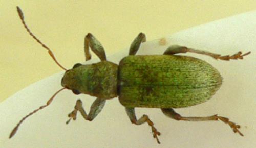 Réf. 44 028 : Pachyrhinus lethierryi