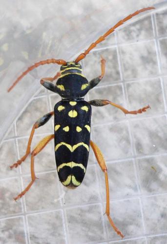 Plagionotus arcuatus