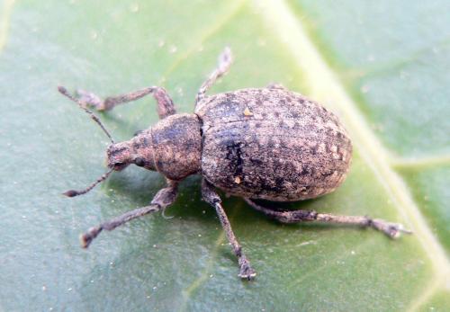 Liophloeus tessulatus