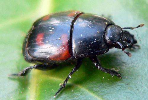 Hister quadrimaculatus