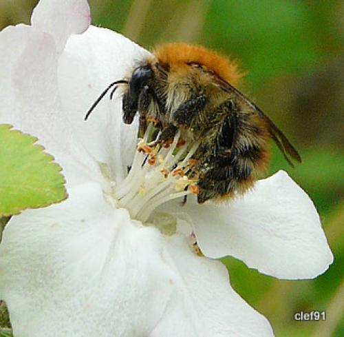 Bombus pascuorum