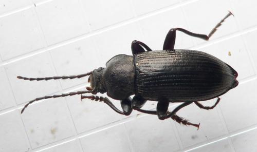 Réf. 44 949 : Stenomax aeneus