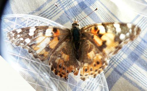 Vanessa cardui