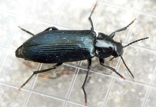 Melandrya caraboides