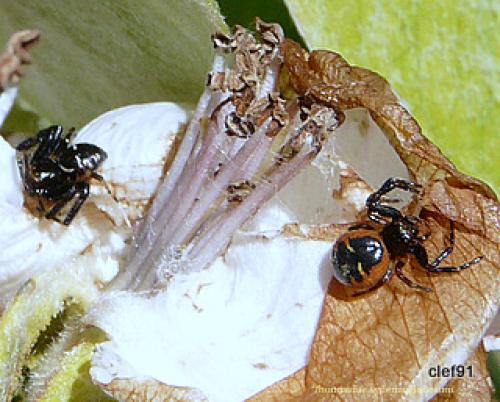 Réf. 44 187 : Synema globosum