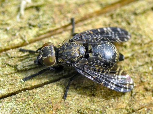 Platystoma seminationis