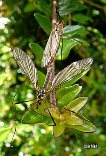 Nephrotoma appendiculata
