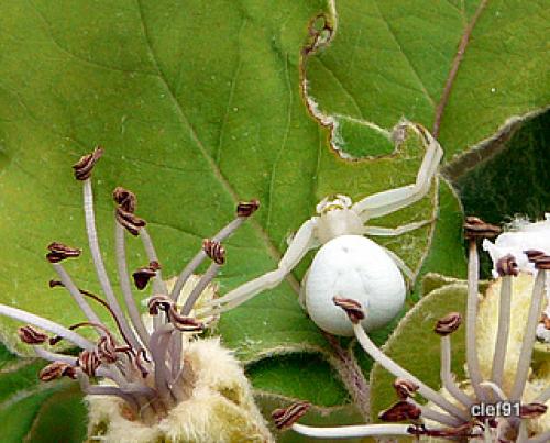 Misumena vatia