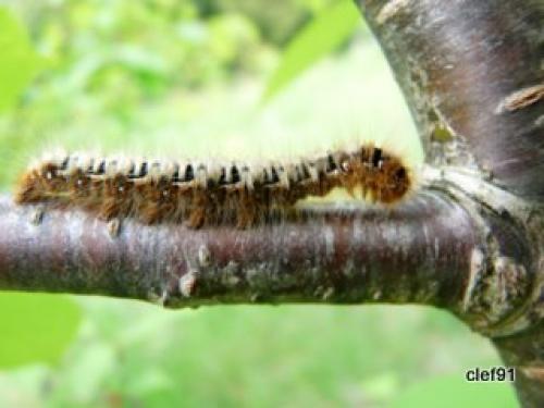 Lasiocampa quercus