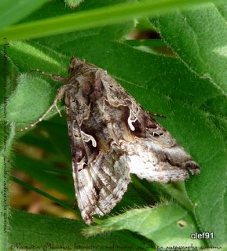 Autographa gamma