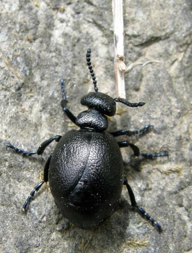 Meloe brevicollis