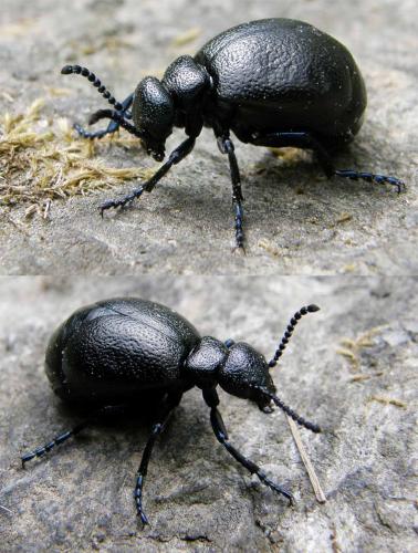 Meloe brevicollis