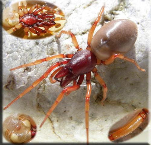 Dysdera crocata