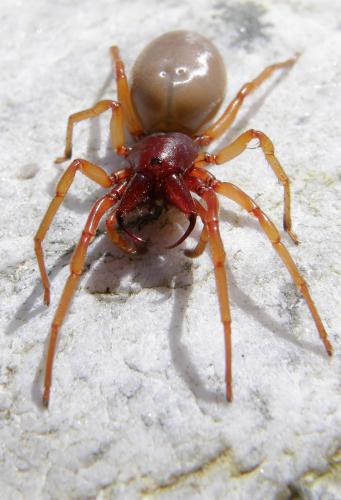 Dysdera crocata