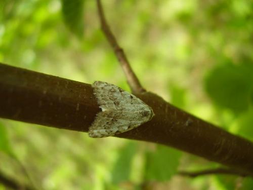 Nola confusalis