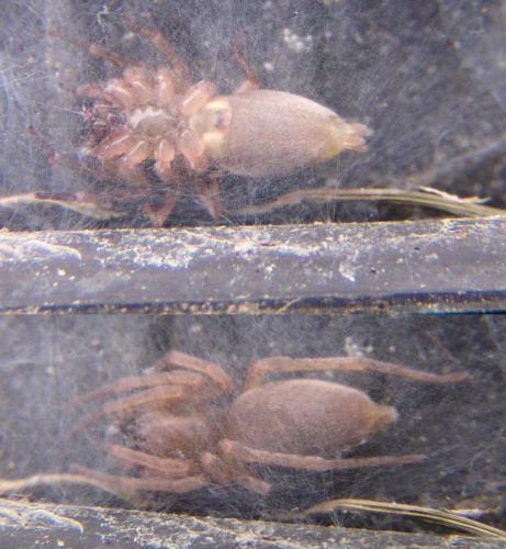 Clubiona sp.