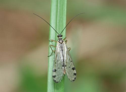 Panorpa alpina