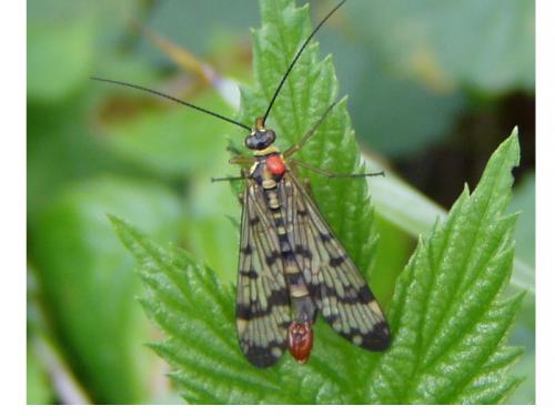 Panorpa vulgaris