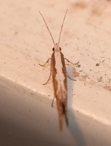 Plutella xylostella
