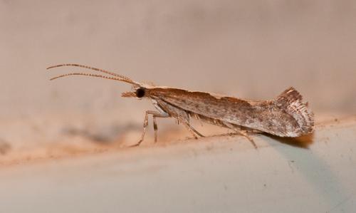 Plutella xylostella