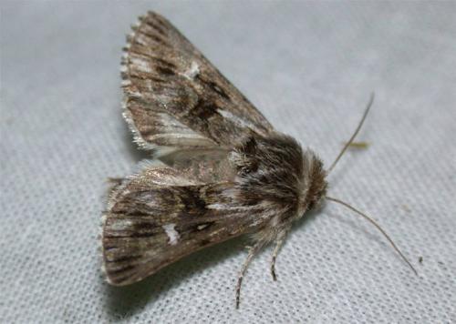 Calophasia lunula