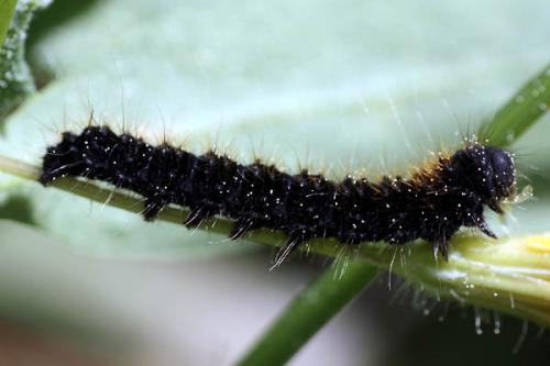 Réf. 44 409 : Lemonia dumi
