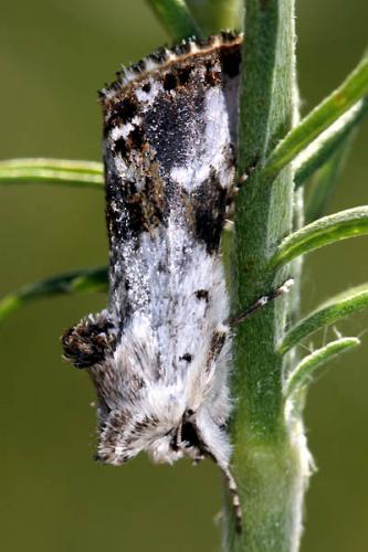 Calophasia opalina