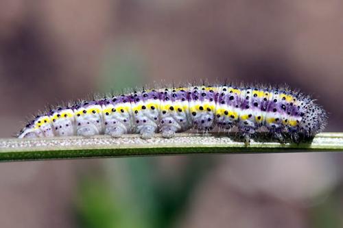 Euchloe sp.
