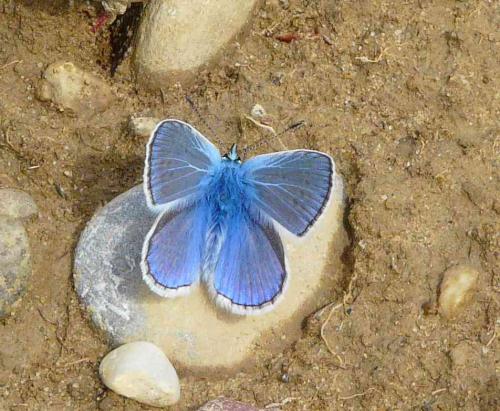 Réf. 44 562 : Polyommatus sp.