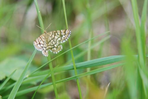 Chiasmia clathrata