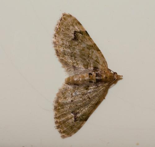 Réf. 44 956 : Chloroclystis v-ata