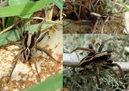 Alopecosa albofasciata