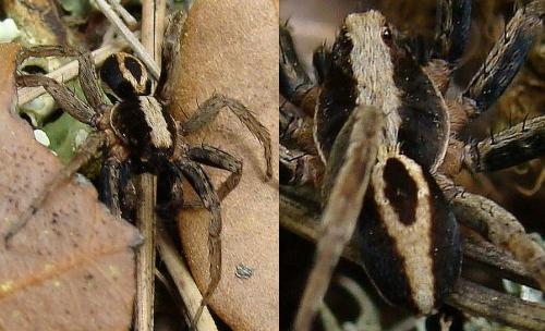 Alopecosa albofasciata