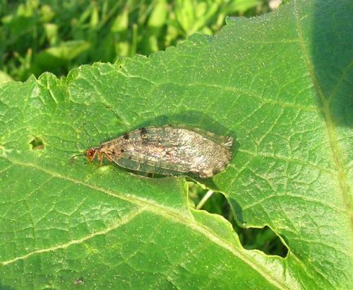 Réf. 44 879 : Osmylus fulvicephalus