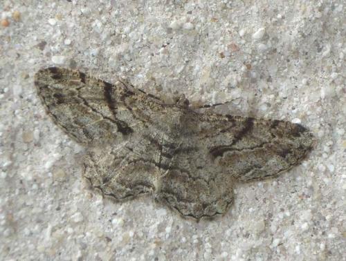 Peribatodes rhomboidaria