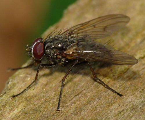 Réf. 44 750 : Phaonia palpata