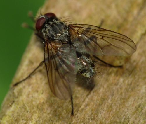Réf. 44 752 : Phaonia palpata