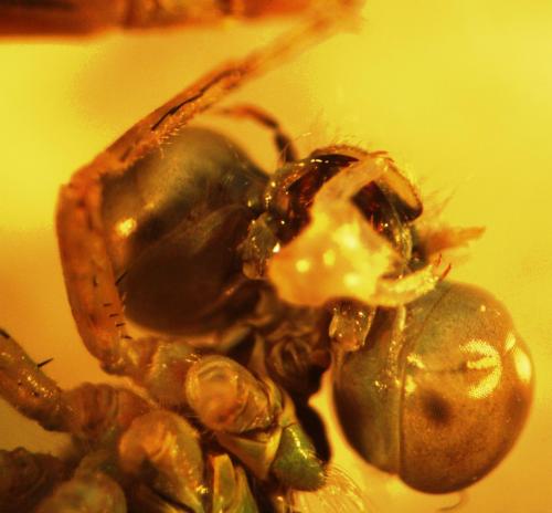 Lestes virens