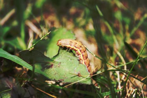 Aporophyla nigra
