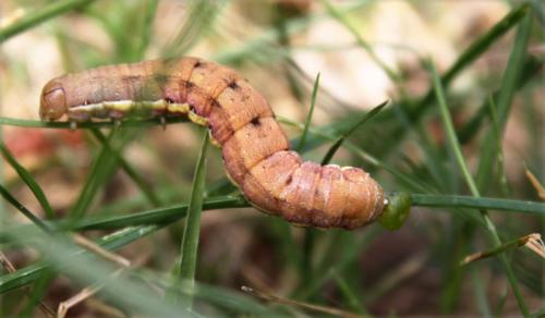 Aporophyla nigra