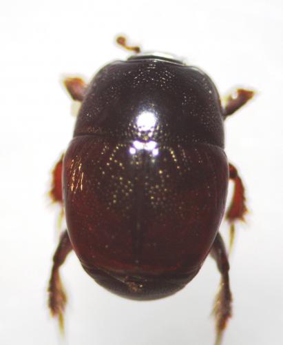 Hypocaccus sp.