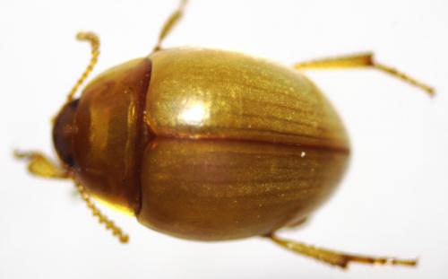 Halammobia pellucida