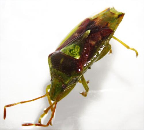 Cyphostethus tristriatus