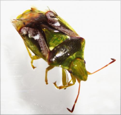 Cyphostethus tristriatus