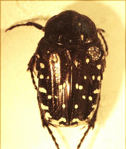 Oxythyrea funesta